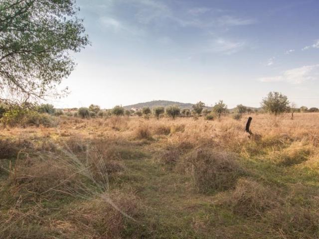 Terreno venda em Monforte, Portalegre