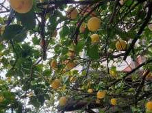 Appartamento in affitto a Cafaggio, Ameglia