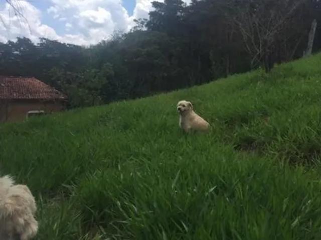Fazenda venda em Região Imediata de Amparo, Amparo