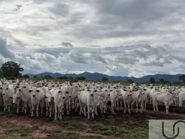 Sítio e chácara venda em Região Geográfica Imediata de Posse-Campos Belos, Monte Alegre de Goiás
