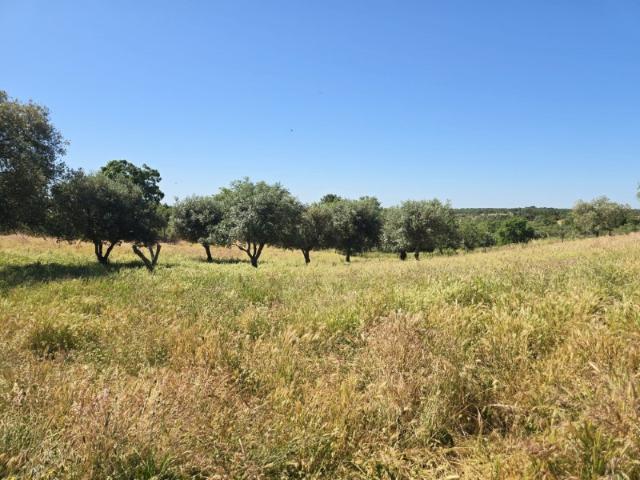 Quinta venda em Santiago Do Cacém, Setúbal