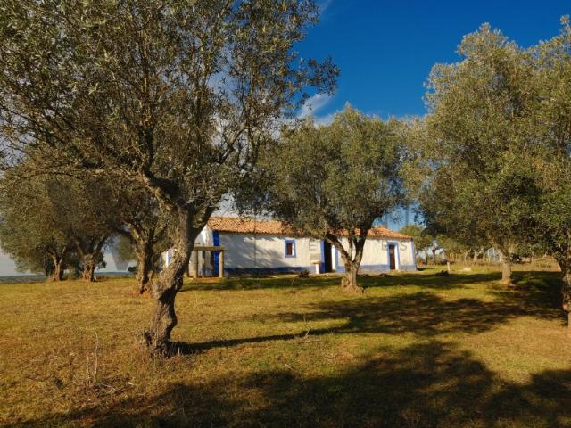 Quinta venda em Abela, Abela