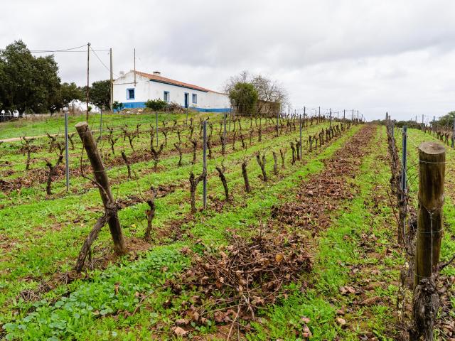 Quinta venda em Reguengos De Monsaraz, Évora