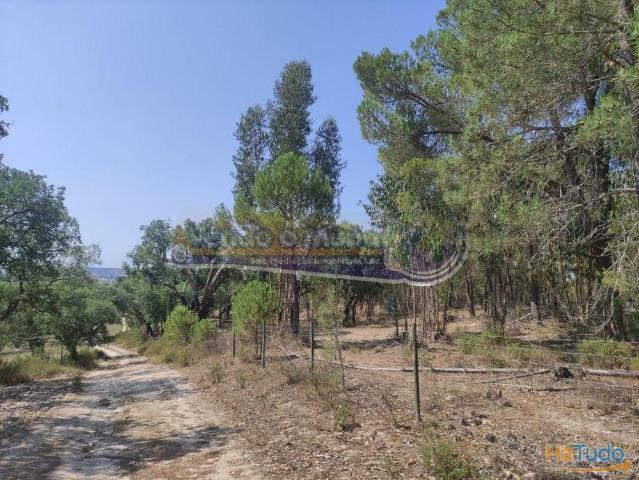 Quinta venda em Mora, Évora