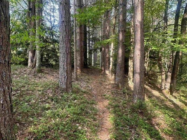 Land for sale in Davis, West Virginia