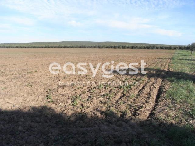 Terreno venda em Bairro do Império, Ferreira Do Alentejo