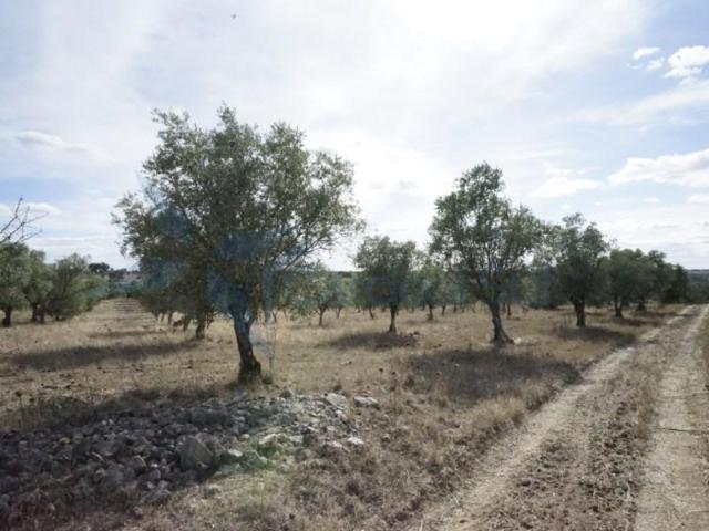 Terreno venda em Montemor-o-Velho e Gatões, Montemor-o-velho