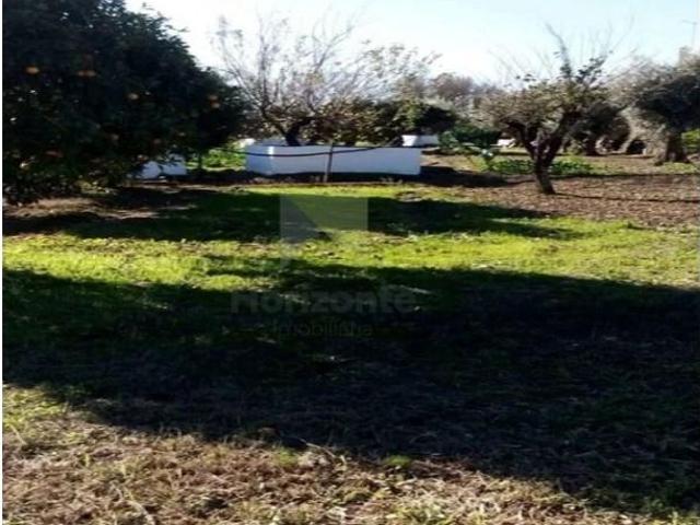Terreno venda em Montemor-o-novo, Évora
