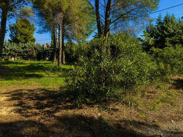 Terrain vente à Céret, Montesquieu-des-albères