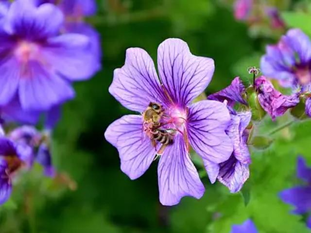 Terrain vente à Dax, Montfort-en-chalosse