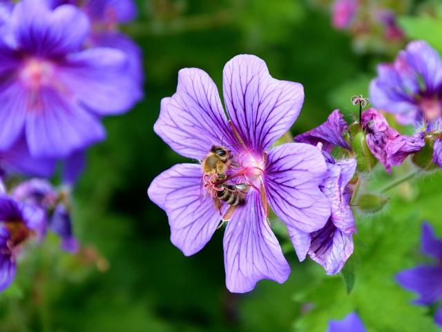 Terrain vente à Dax, Montfort-en-chalosse
