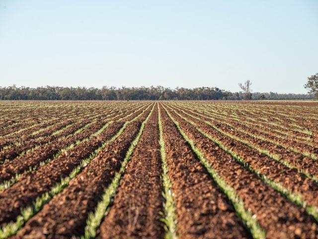 Acreage for sale in Thallon, Queensland