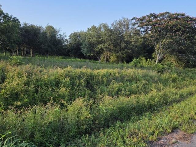Land for sale in Eutawville Land for sale in Eutawville