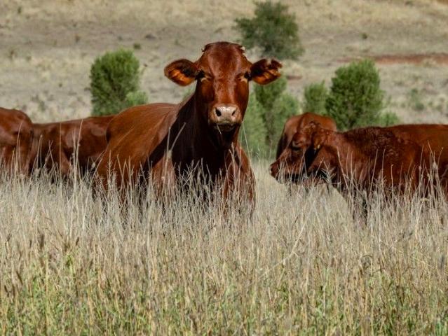 Cottage for sale in Taroom, Queensland