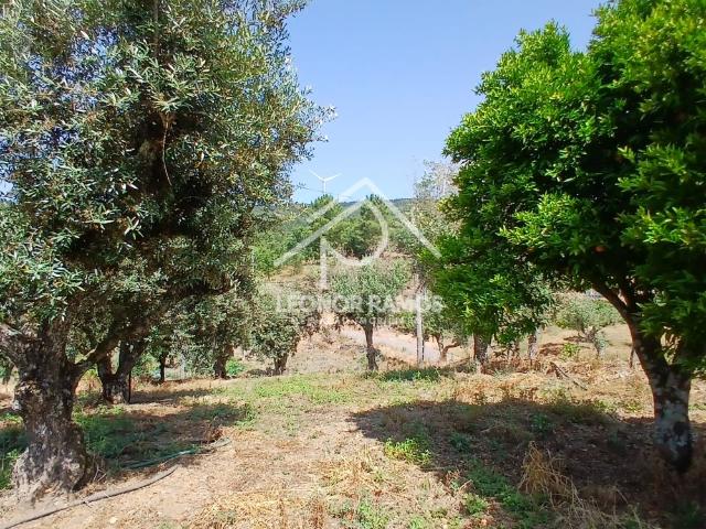 Casa venda em Castelo Branco, Proença-a-nova