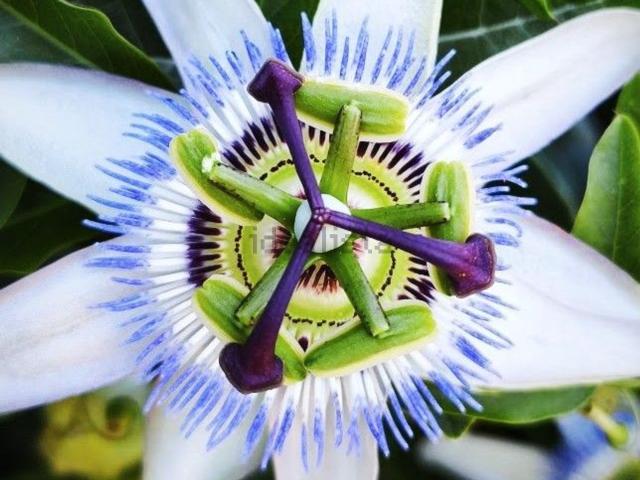 Casa venda em Esposende, Braga