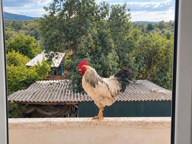 Casa alugar em Albufeira e Olhos de Água, Albufeira