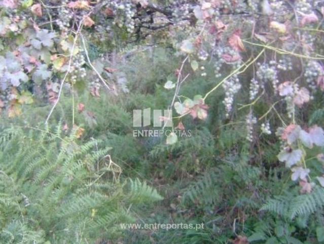 Casa venda em Magrelos, São Lourenço Do Douro