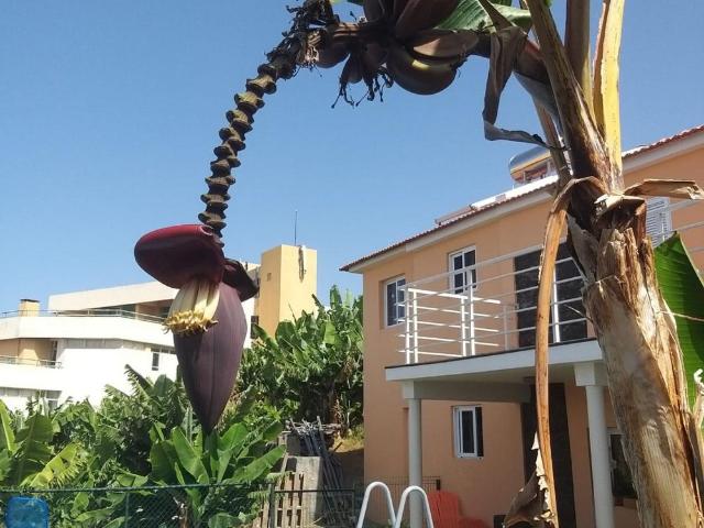 Casa alugar em Funchal, Ilha Da Madeira