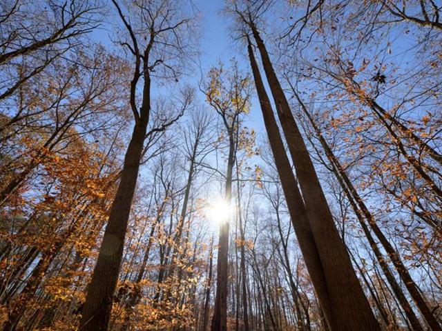 Land for sale in Racine, Ohio