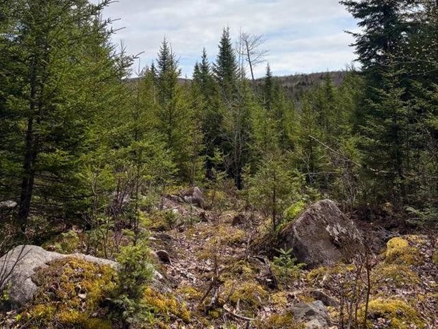 Land for sale in Oakfield, Maine