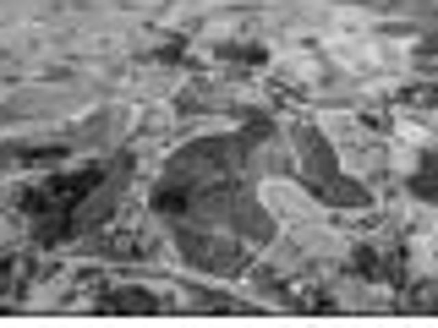 Land for sale in Northland