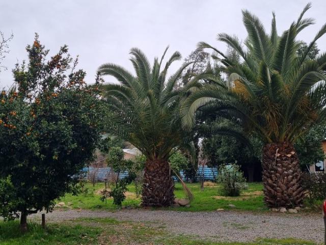 Mostazal, Fundo Peuco