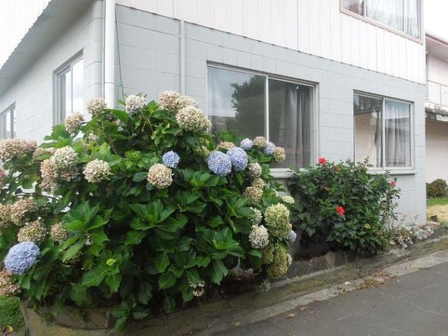 Apartment for rent in Bay Of Plenty