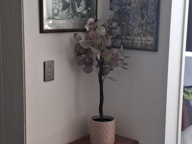 Apartment for rent in Mount Maunganui