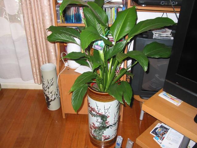 Room for rent in Camerons Creek, Victoria