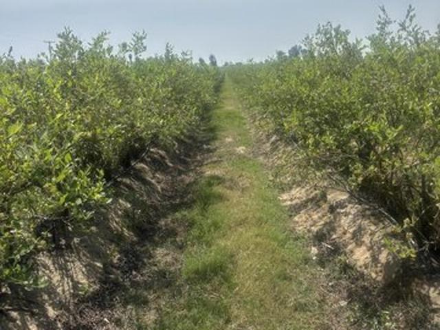 Farm for sale in Kingsburg, California