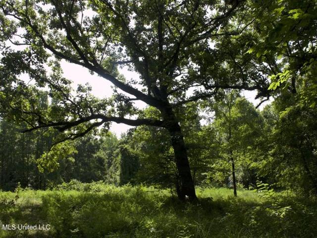 Land for sale in Charleston, Mississippi