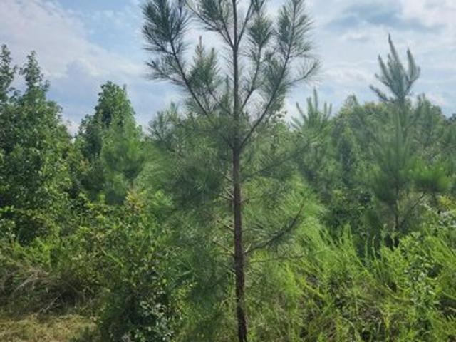 Land for sale in Virginia