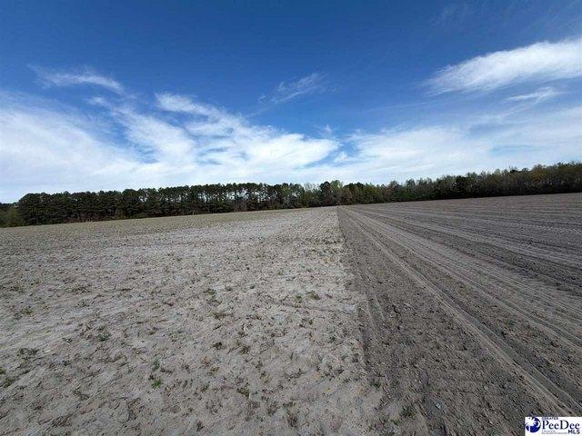 Land for sale in Dillon, South Carolina