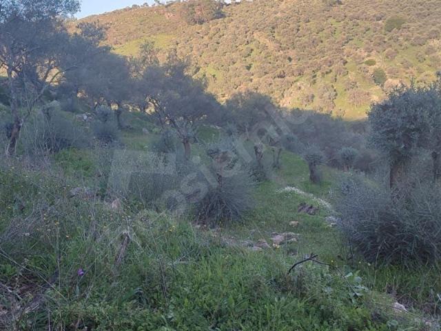 Milas, Muğla içerisinde satılık mülk
