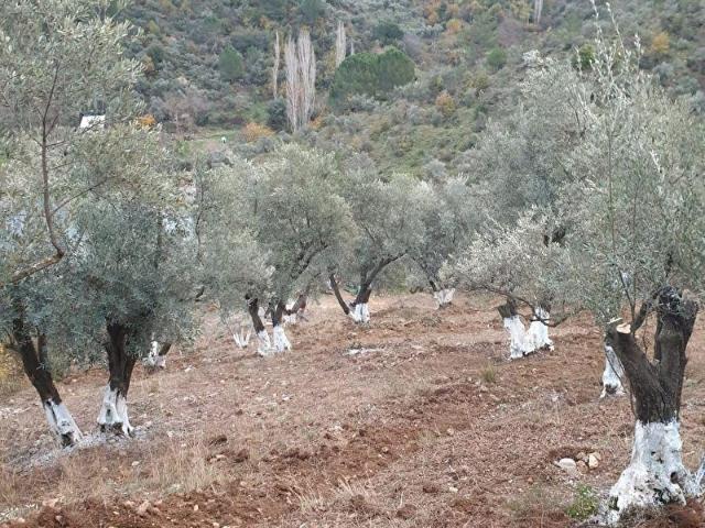 Muğla içerisinde satılık Arsa