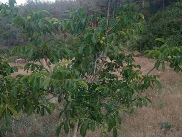 Milas, Muğla içerisinde satılık mülk