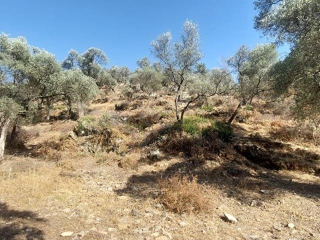 Milas, Muğla içerisinde satılık mülk