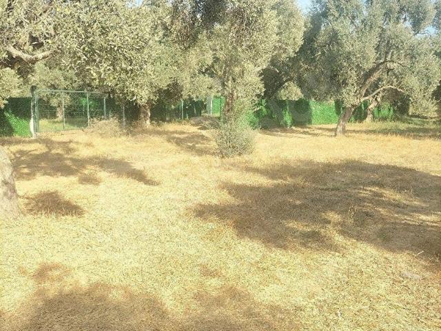 Şevketiye, Milas içerisinde satılık mülk