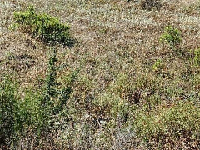 Kısırlar, Milas içerisinde satılık mülk