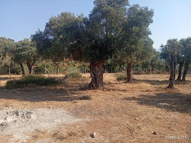 Milas, Muğla içerisinde satılık mülk