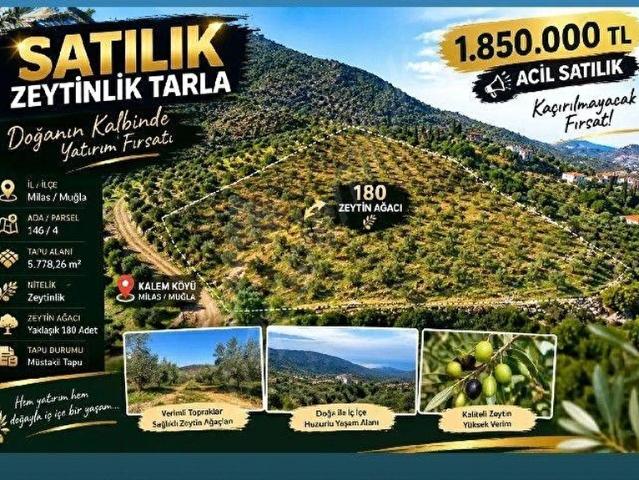 Milas, Muğla içerisinde satılık mülk