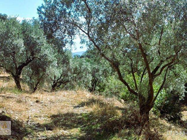 Milas, Muğla içerisinde satılık mülk