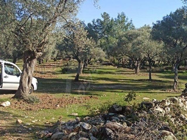 Milas, Muğla içerisinde satılık mülk