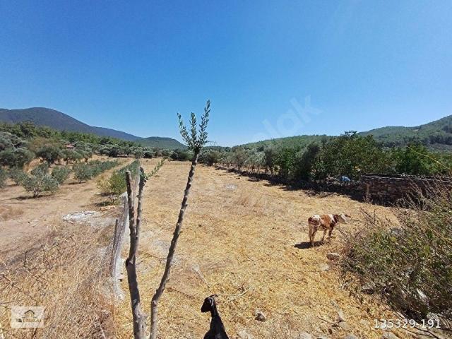 Milas, Muğla içerisinde satılık Arsa