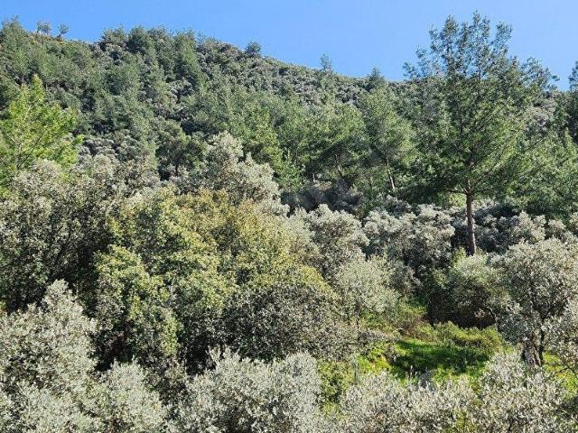 Milas, Muğla içerisinde satılık mülk