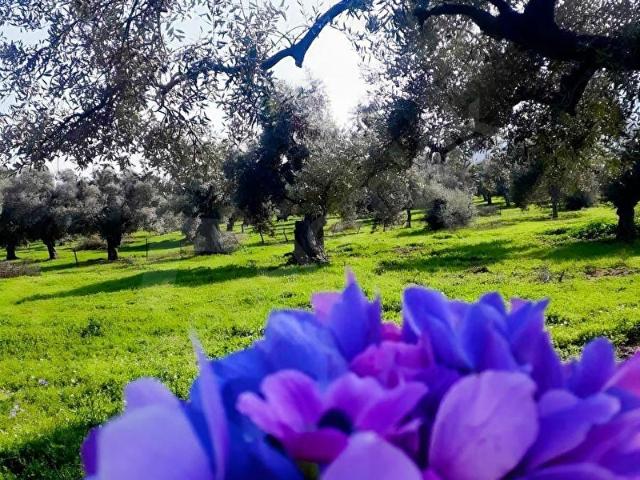 Milas, Muğla içerisinde satılık mülk
