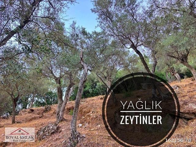 Milas, Muğla içerisinde satılık mülk