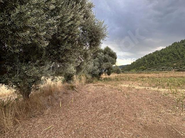 Şahinler, Yatağan içerisinde satılık Arsa