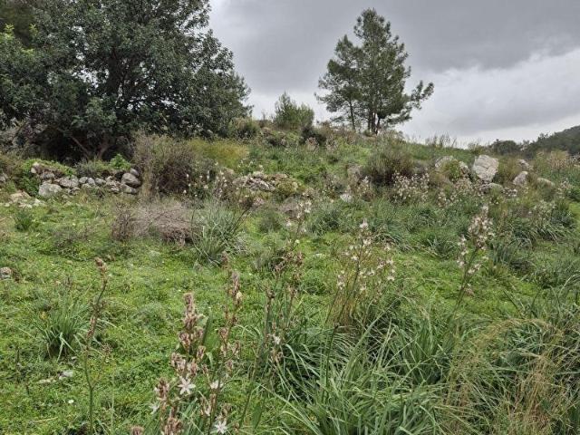 Ortaca, Muğla içerisinde satılık mülk
